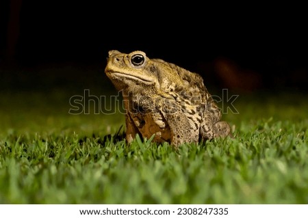Cane toad sitting on the grass at night