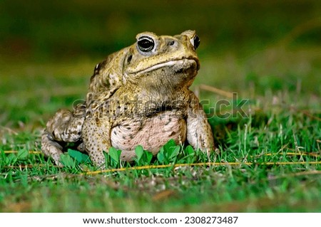 Cane toad sitting on the grass at night