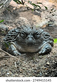 Cane toad sitting on mud, face view