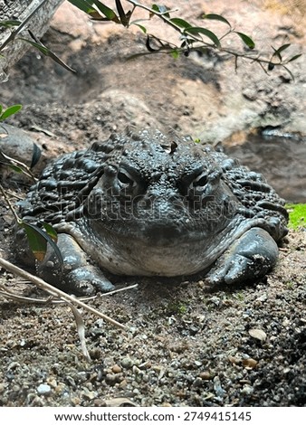 Cane toad sitting on mud, face view