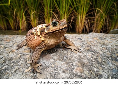 Cane Toad And Toad Venom