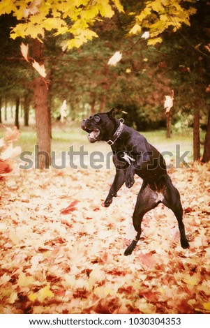 Foto Bild Laubtanz Herbst Blatt Wald