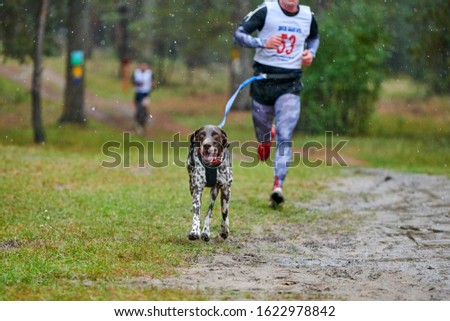 Canicross dog mushing race. Pointer sled dog attached to runner. Autumn competition. Stock photo © 