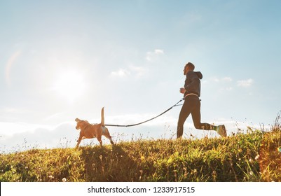 Canicross exercises. Man runs with his beagle dog at sunny morning