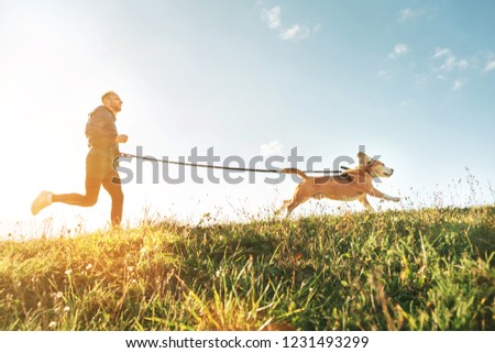 Canicross exercises. Man runs with his beagle dog. Outdoor sport activity with pet Stock photo © 