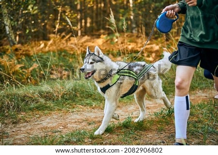 Canicross exercises, Siberian Husky dog running with children taking part in canicross race outdoor, healthy lifestyle and family jogging concept Stock photo © 