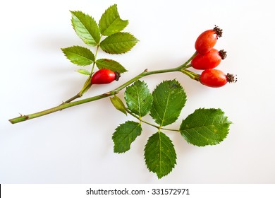 canina rosa with ripe red berries / rose hip / Pometum