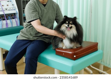 Canine bodywork, acupuncture and veterinary clinic image. Relaxed Pomeranian receiving treatment - Shutterstock ID 2358141689