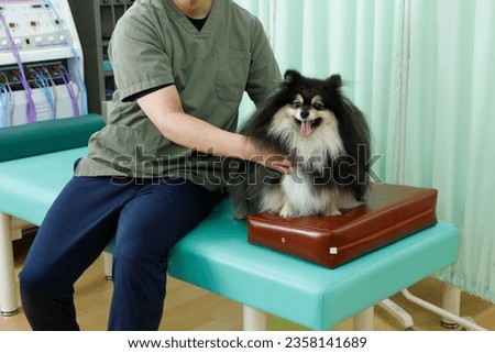 Canine bodywork, acupuncture and veterinary clinic image. Relaxed Pomeranian receiving treatment