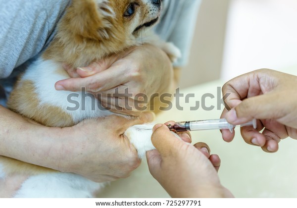 Canine (dog) Cephalic Vein Blood\
Collection, Pomeranian dog was collected blood from right foreleg\
by veterinarian, medicine, pet, animals, health care\
concept.