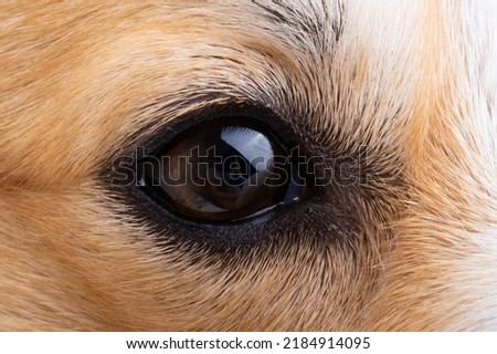 canine eye close up macro