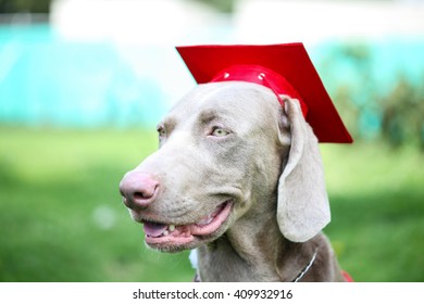 Canine graduation