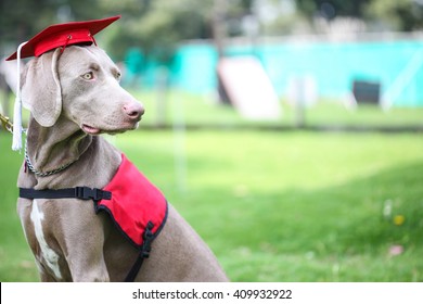 Canine graduation