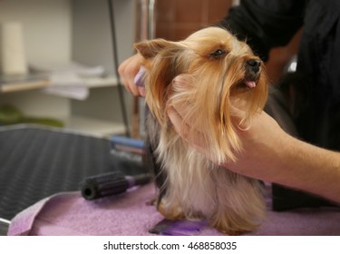 Canine Hairdresser With Yorkshire Dog In Salon