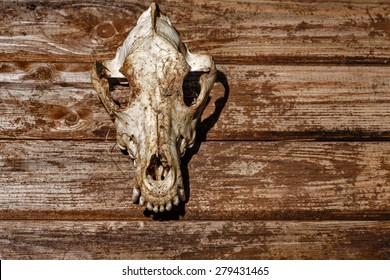 Canine skull close up. Background for Halloween. The skull of a wolf on a background of wooden planks. Space for text.