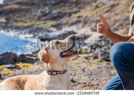 A canine trainer trains a dog to obey his orders, labrador retriever trained.