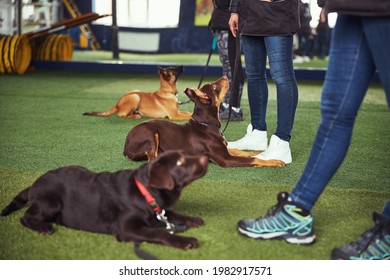 Canines being trained by experienced dog handlers - Shutterstock ID 1982917571