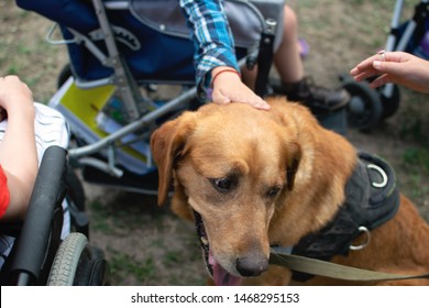 Canis Dog Therapy. Labrador Dog And Disabled Children On Green Grass. Dog-Assisted Therapies And Activities In Rehabilitation Of Children With Cerebral Palsy And Physical And Mental Disabilities.