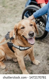 Canis Dog Therapy. Labrador Dog And Disabled Children On Green Grass. Dog-Assisted Therapies And Activities In Rehabilitation Of Children With Cerebral Palsy And Physical And Mental Disabilities.