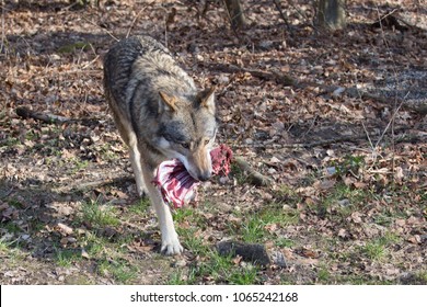 piebald wolf