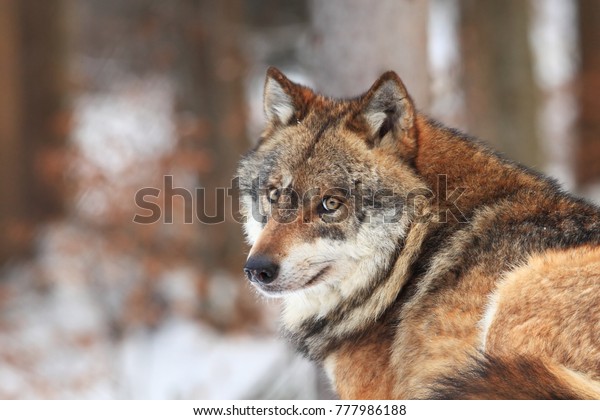 Canis lupus. Wolf in winter\
nature. Pictures from the National Park. Living all over\
Europe.