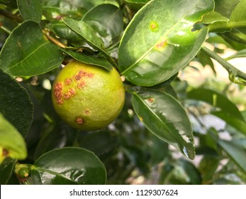 Canker diseases of citrus - Shutterstock ID 1129307624