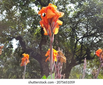 Canna Indica, edible Canna, Arrowroot Plant