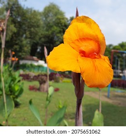 Canna Indica, edible Canna, Arrowroot Plant