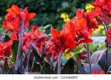 Canna Cannova 'Bronze Scarlet' flower