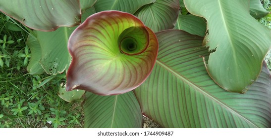 Canna edulis has a single leaf, the tip and base of the leaf is pointed, the edge of the leaf is flat, the bones are pinnate, the leaves are elongated rounded leaves.