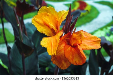 Canna flower also called canna lily in the garden - variety called Canna hortensis