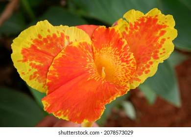 Canna flower also called canna lily in the garden. Beautiful orange and yellow tropical flowers close up.