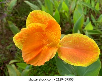Canna flower with orange and yellow color in the garden