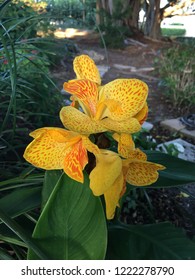 Canna Flower Yellow King Humbert Canna Rhizome Blossom Bloom Flowers