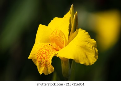 Canna indica, commonly known as Indian shot, African arrowroot, edible canna and purple arrowroot. Vibrant flowers background.