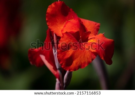 Canna indica, commonly known as Indian shot, African arrowroot, edible canna and purple arrowroot. Vibrant flowers background.