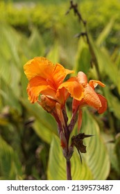Canna indica (Canna indica, Indian shot, African arrowroot, edible canna, purple arrowroot, Sierra Leone arrowroot) flower with a natural background