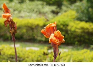 Canna indica (Canna indica, Indian shot, African arrowroot, edible canna, purple arrowroot, Sierra Leone arrowroot) flower with a natural background