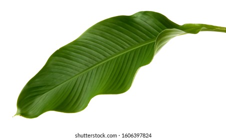 Canna Indica Leaf, (Indian Shot,Butsarana), Exotic Tropical Leaf,  Isolated On White Background With Clipping Path.