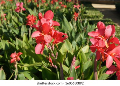 Canna indicaor kana firebird red flowers