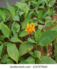 Canna ‘Yellow King Humbert’ or Canna Lily in the garden. Cannas are also used in agriculture as a rich source of starch for human and animal consumption