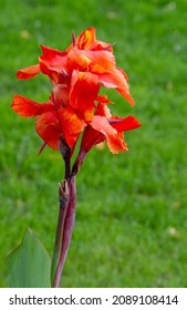 Canna or Canna lilies are one of the brightest summer bulbs - as vibrant as their tropical American ancestry - with ruffled thorns turning into graceful buds.