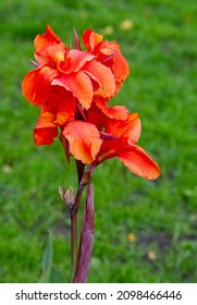 Canna or Canna lilies are one of the brightest summer bulbs - as vibrant as their tropical American ancestry - with ruffled thorns turning into graceful buds.