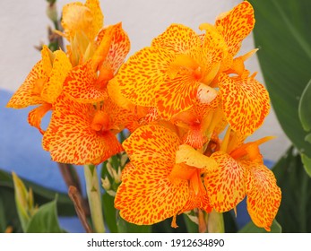 Canna lily blossoms, close up. Cannas are large-flowered, herbaceous garden plant in the family Cannaceae. 'Florence Vaughan' is a Crozy Group cultivar, flowers are open, yellow with orange spots.