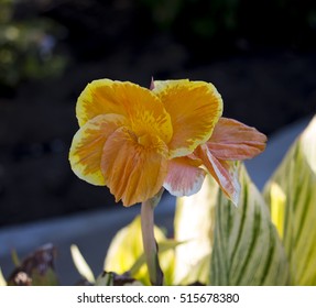 Canna Lily 'Pretoriaâ?? Has Stunning Variegated Yellow And Green Striped Leaves And Large Orange Bi-colored Flowers That Attract Hummingbirds And Butterflies  On Tall Stems.