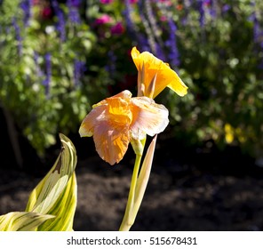 Canna Lily 'Pretoriaâ?? Has Stunning Variegated Yellow And Green Striped Leaves And Large Orange Bi-colored Flowers That Attract Hummingbirds And Butterflies  On Tall Stems.