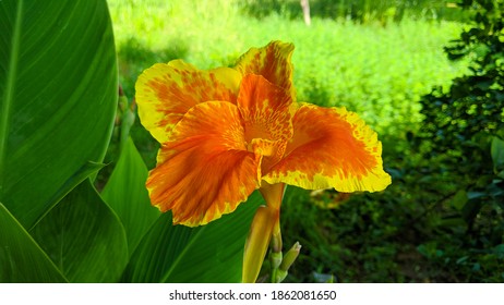 Canna Lily, Canna indica yellow flower blooming with many colors. Indian Canna flower in selective focus