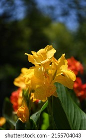 Canna Lily, Canna indica yellow flower blooming with many colors. Indian Canna flower in selective focus.Sierra Leone arrowroot, canna, cannaceae, lily, Flowers at the park, nature background