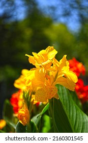 Canna Lily, Canna indica yellow flower blooming with many colors. Indian Canna flower in selective focus. Flowers at the park, nature background