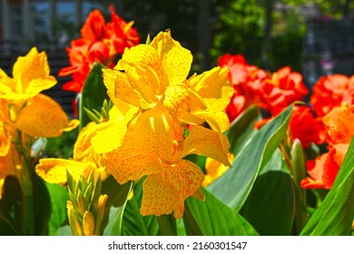 Canna Lily, Canna indica yellow flower blooming with many colors. Indian Canna flower in selective focus.aFlowers at the park, nature background